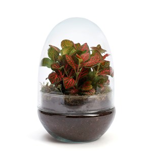 Terrarium oeuf en verre avec fittonia