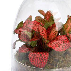 Terrarium oeuf en verre avec fittonia