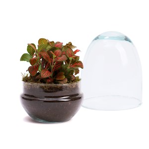 Terrarium oeuf en verre avec fittonia