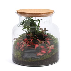 Terrarium Jungle cactus en verre
