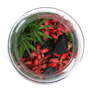 Terrarium Jungle cactus en verre