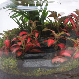 Terrarium Jungle cactus en verre