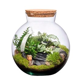 Terrarium Havana bocal en verre bouchon en liège