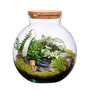 Terrarium Havana bocal en verre bouchon en liège