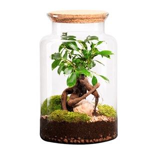 Terrarium en verre Jungle ficus ginseng 