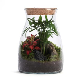 Terrarium Romeo en verre