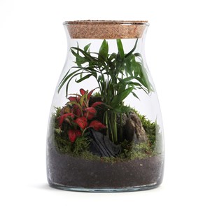 Terrarium Romeo en verre