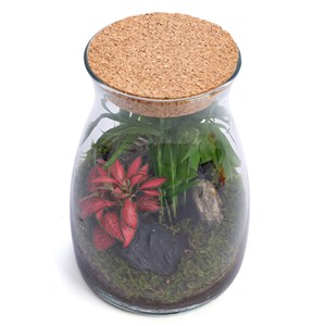 Terrarium Romeo en verre