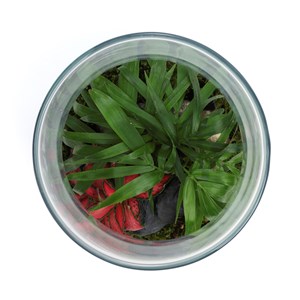 Terrarium Romeo en verre