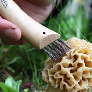 Couteau n°8 champignon