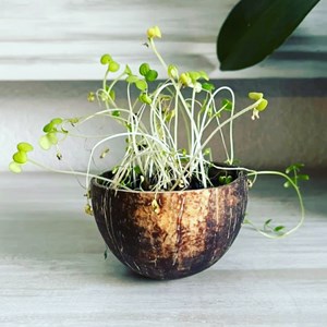 Bougie fleur de coton Luminante