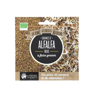 Graines d'alfalfa à faire germer