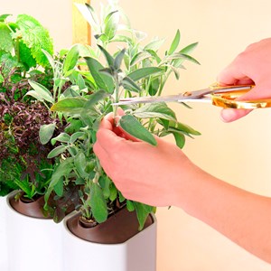 Jardin potager d'intérieur Lilo 4