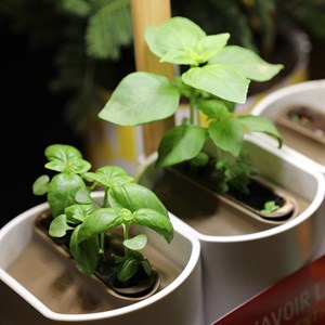 Capsule pour Modulo Basilic Grand Vert