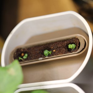 Capsule pour Modulo Basilic Grand Vert
