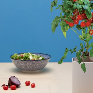 Capsules mini tomates