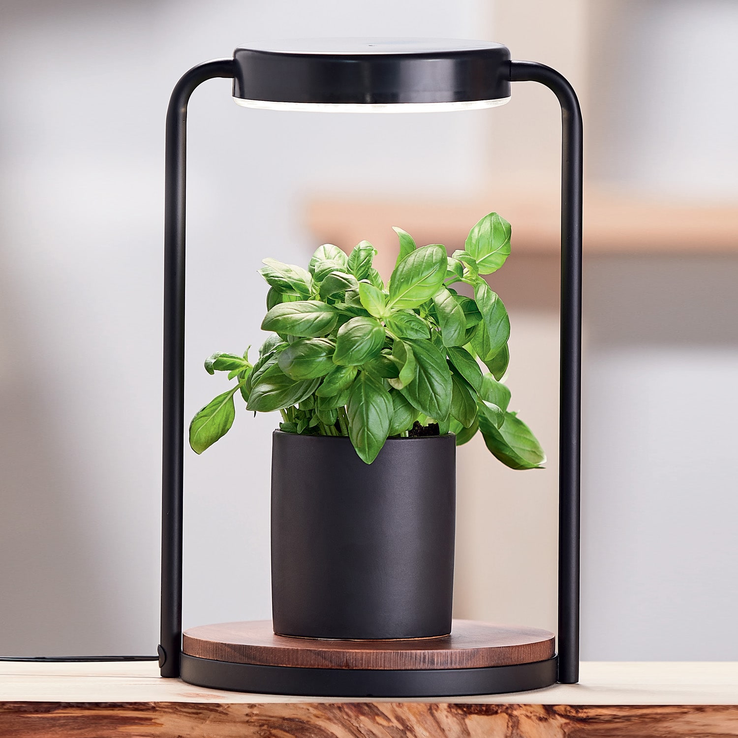 Cette lampe a sauvé mes plantes ! : cet éclairage horticole est le gadget  préféré des amoureux des plantes