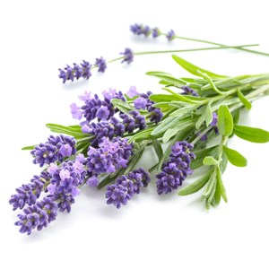 Bouquet bio de lavande à infuser