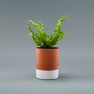 Pot Jeannot à réserve d'eau