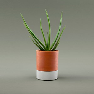 Pot Jeannot à réserve d'eau