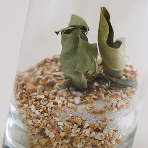Mélange bio pour limoncello