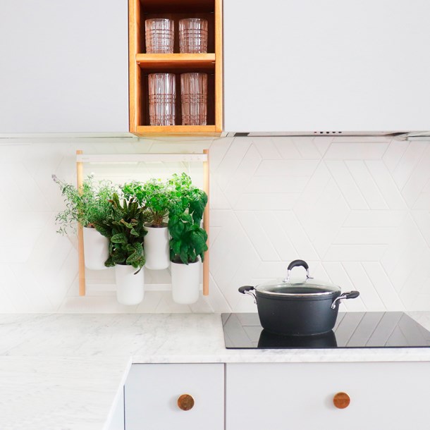 Prêt À Pousser - Potager d'intérieur Modulo en bois