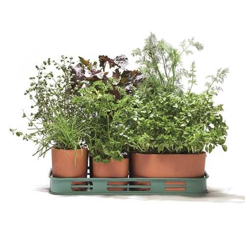 catnip plant seeds Bulk Catnip Seeds
