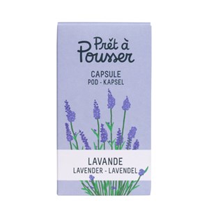 Capsule de graines lavande