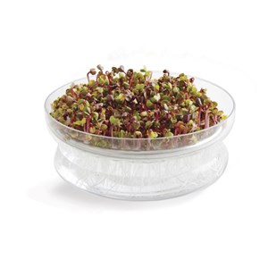 Kit de germination pour radis bio