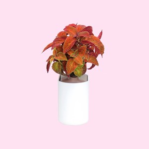 Capsule de graines bio coléus