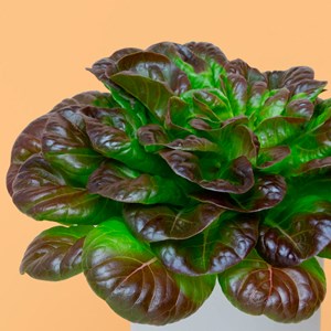 Capsule de graines bio salanova rouge