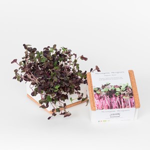 Sac de culture radis bio