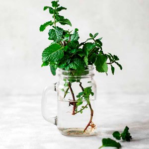 Tisane bio de plante - menthe poivrée
