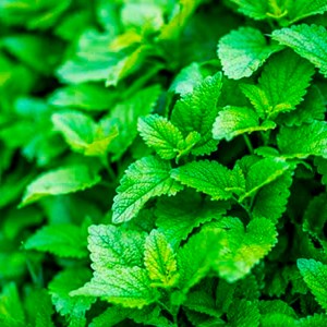 Tisane bio de plante - mélisse