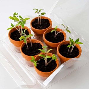 Serre en plastique semis de tomates bio