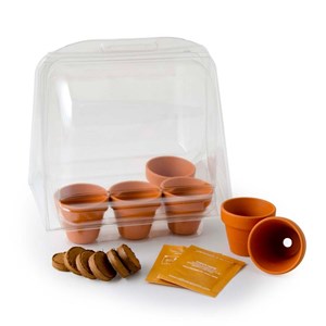 Serre en plastique semis de tomates bio