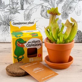 Kit de plantation plante carnivore