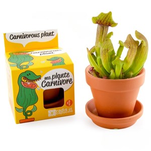Kit de plantation plante carnivore