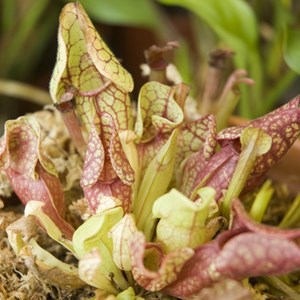 Kit de plantation plante carnivore