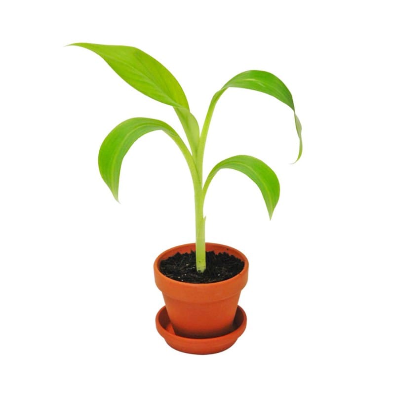 Planète Plante - 12 Pots Biodegradables et Graines À Planter - Kit de  Jardinage - 170030 - Bambou - Jardin - Nature - Plante - Fleurs - Jeu pour