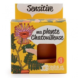 Pot de culture enfant mimosa pudica