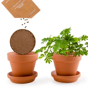 Pot de culture enfant mimosa pudica