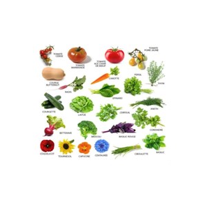 Potager d'une classe - 24 graines facile