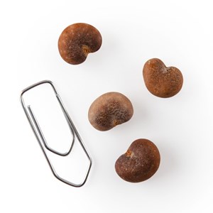 Sachet de graines de baobab du sénégal