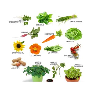 Potager d'une classe - 24 graines de lég