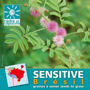 Sachet de graines de mimosa pudica