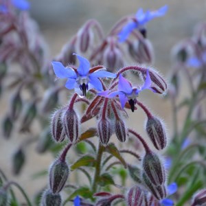 Sachet de graines bourrache comestible