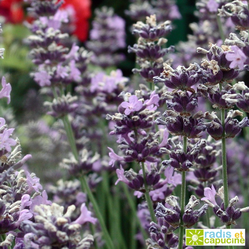 Fleurs de Lavande pour la cuisine Lavender flowers for cooking - La Ferme  Aux Lavandes