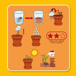 Kit de plantation la plante qui danse