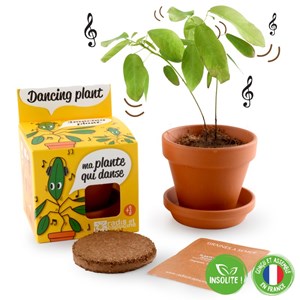 Kit de plantation la plante qui danse